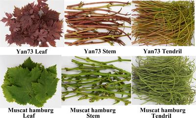 R2R3-MYB Transcription Factors Regulate Anthocyanin Biosynthesis in Grapevine <mark class="highlighted">Vegetative Tissues</mark>